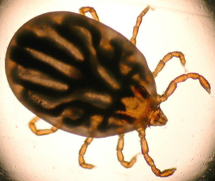 Image of a Tick
